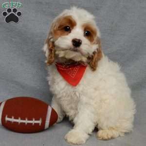 Teddy, Cockapoo Puppy